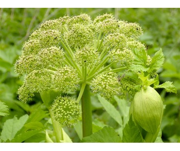 Primavera Ätherisches Öl Angelikawurzel Bio